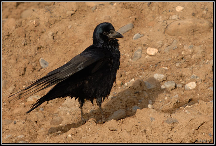 Rook - Corvus frugilegus