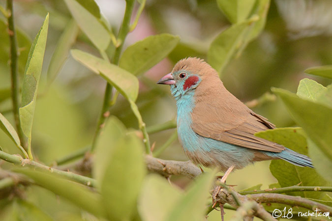 Cordonbleu à joues rouges - Uraeginthus bengalus