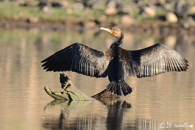 Cormoran à poitrine blanche - Phalacrocorax lucidus