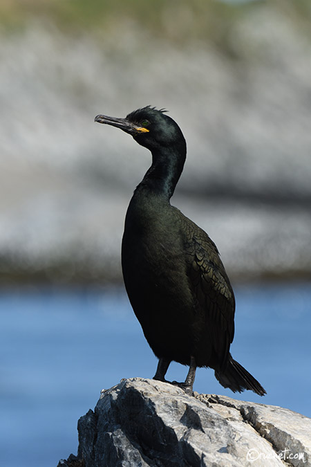 European Shag - Phalacrocorax aristotelis