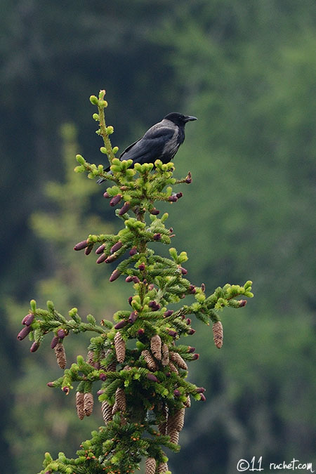 Cornacchia grigia - Corvus corone cornix