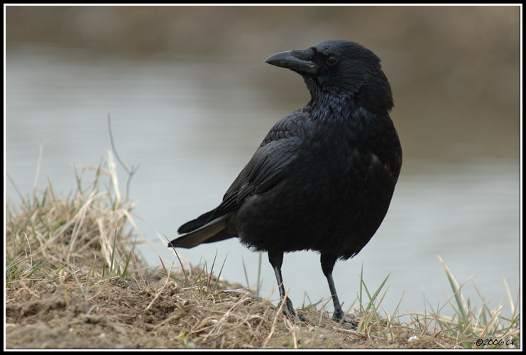 Corneille noire - Corvus corone