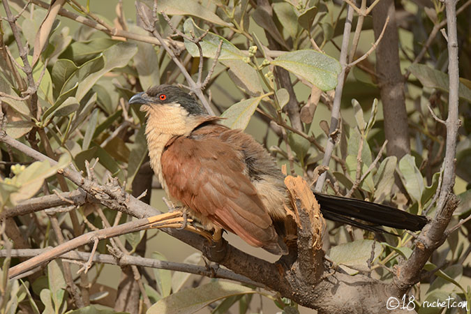 Cucal del Senegal - Centropus senegalensis