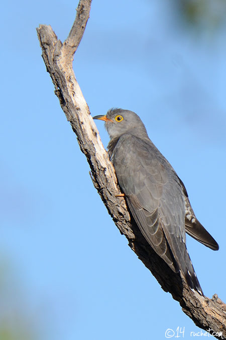 Cuculo africano - Cuculus gularis