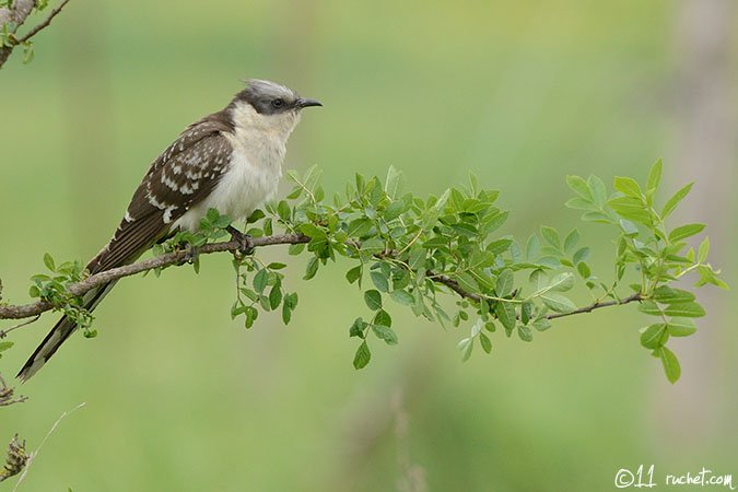 Cuculo dal ciuffo - Clamator glandarius