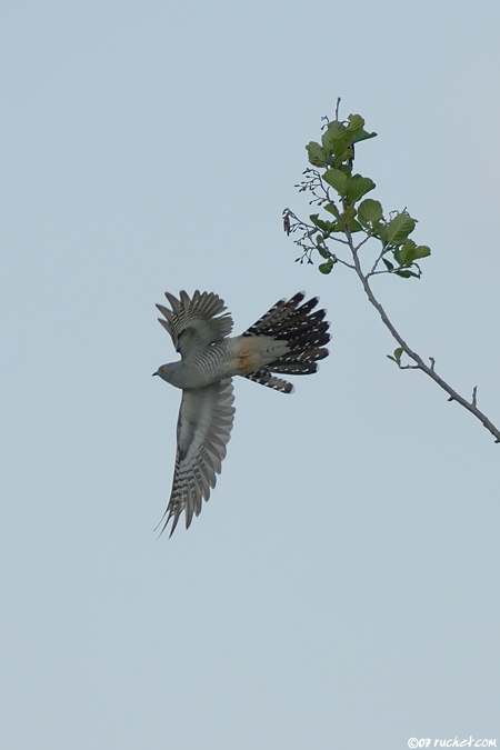 Coucou gris - Cuculus canorus