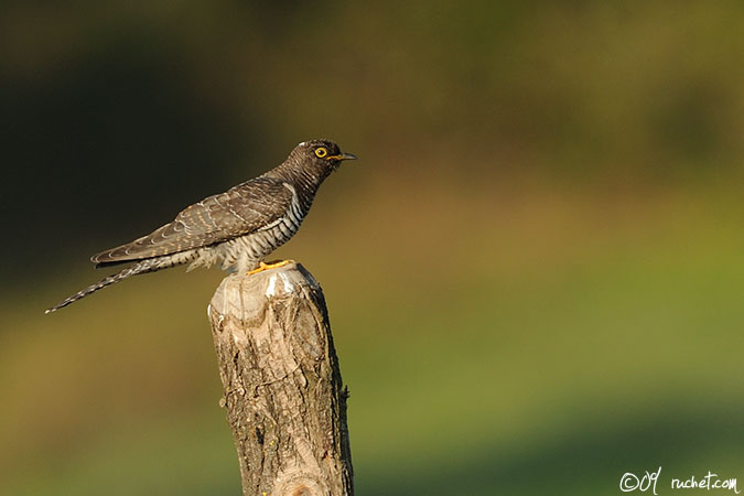 Coucou gris - Cuculus canorus