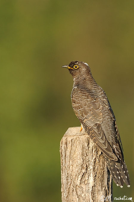 Coucou gris - Cuculus canorus