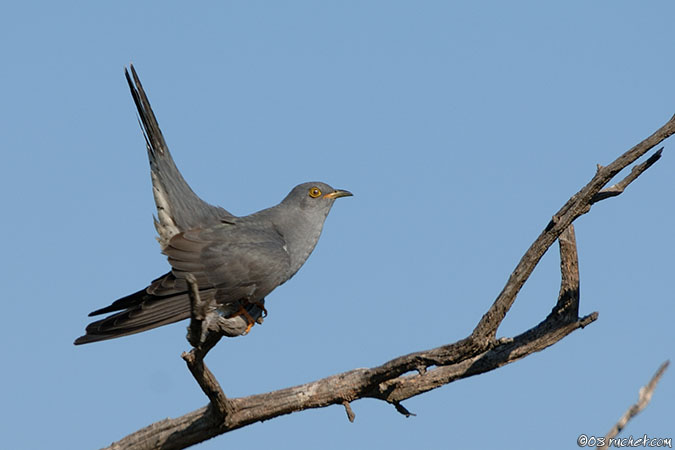 Coucou gris - Cuculus canorus