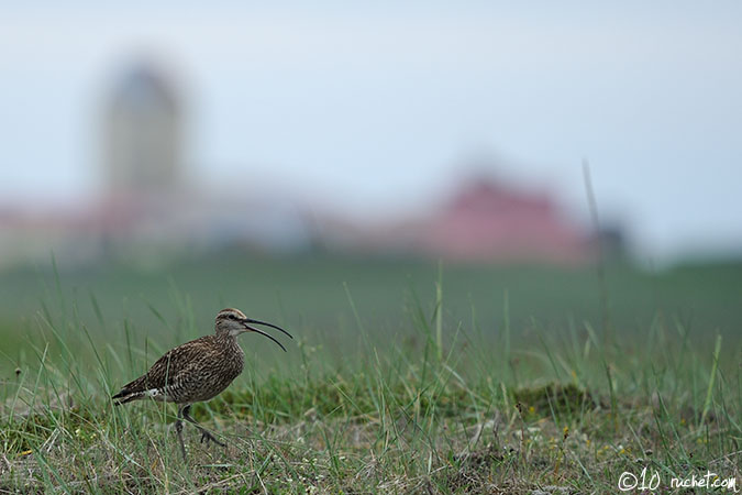 Courlis corlieu - Numenius phaeopus