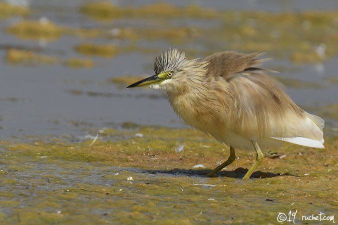 Sgarza ciuffetto - Ardeola ralloides