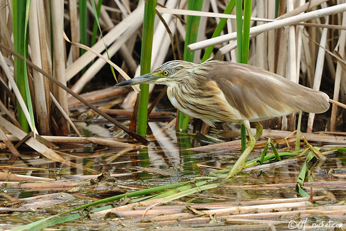 Sgarza ciuffetto - Ardeola ralloides