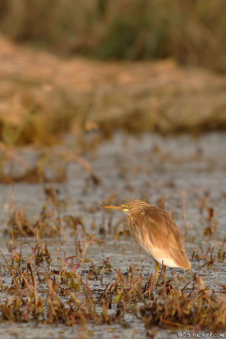 Sgarza ciuffetto - Ardeola ralloides