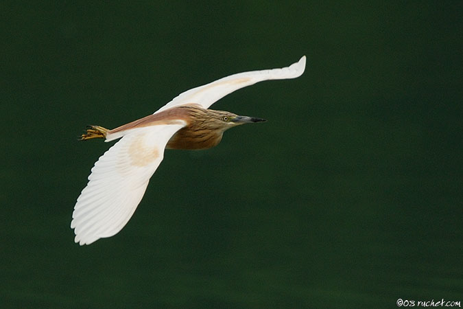 Squacco heron - Ardeola ralloides
