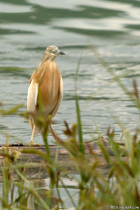 Sgarza ciuffetto - Ardeola ralloides