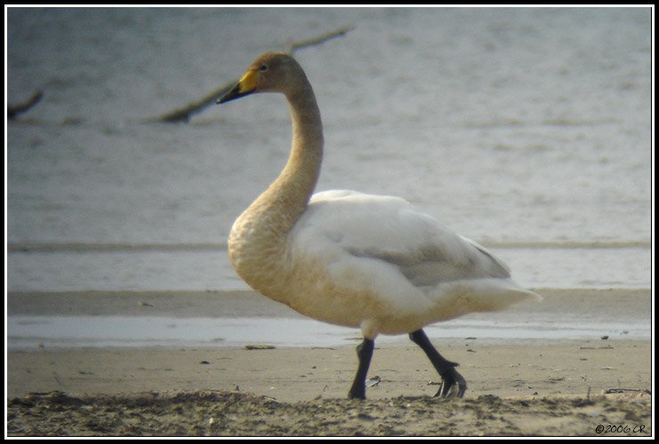 Singschwan - Cygnus cygnus
