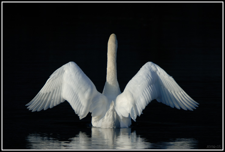 Cygne tuberculé - Cygnus olor