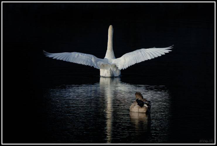 Cygne tuberculé - Cygnus olor