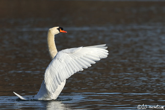 Cygne tuberculé - Cygnus olor