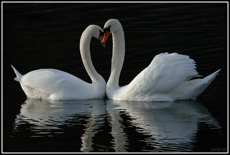 Cygne tuberculé - Cygnus olor