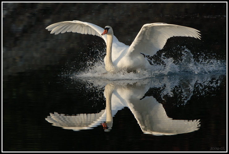 Cygne tuberculé - Cygnus olor