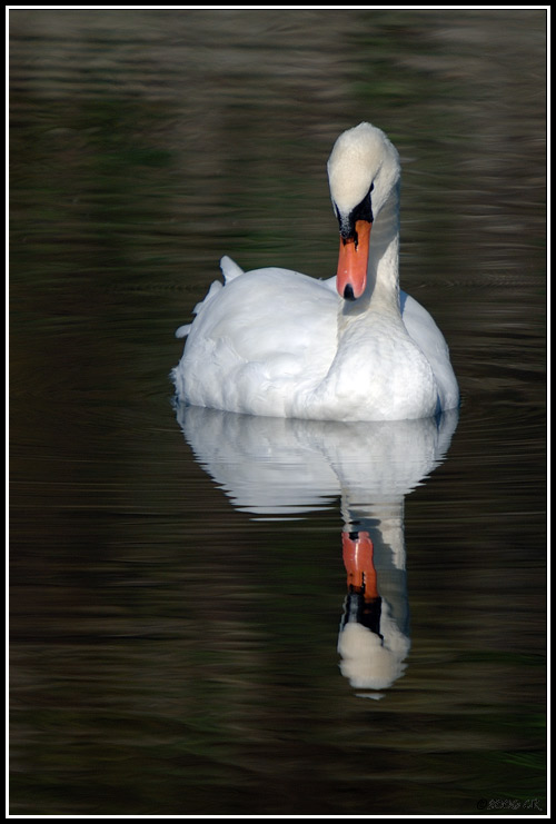 Cygne tuberculé - Cygnus olor