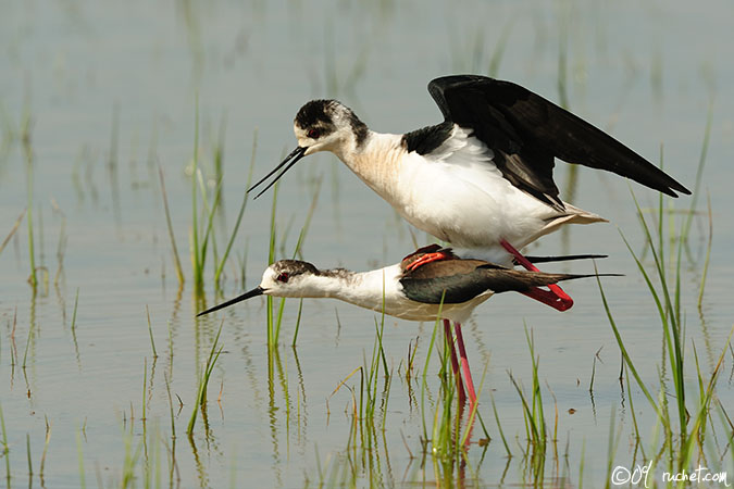 Stelzenläufer - Himantopus himantopus