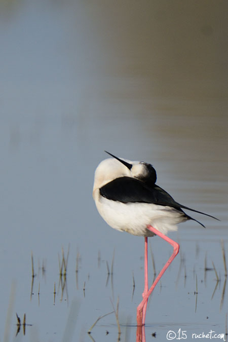 Stelzenläufer - Himantopus himantopus