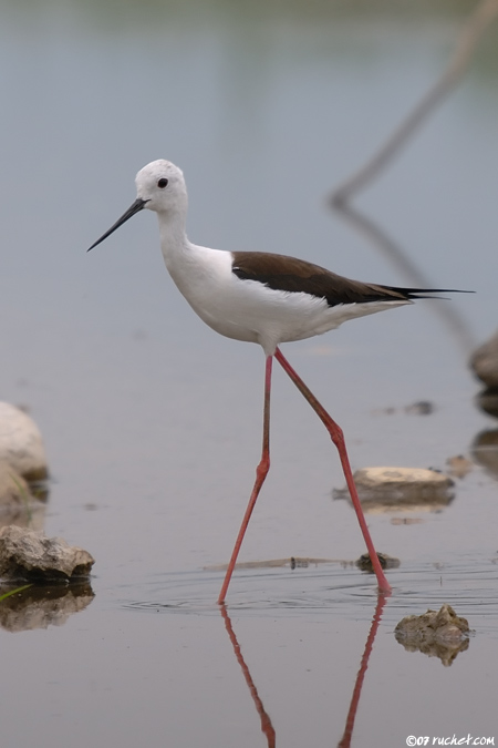 Stelzenläufer - Himantopus himantopus