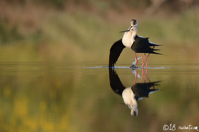 Stelzenläufer - Himantopus himantopus