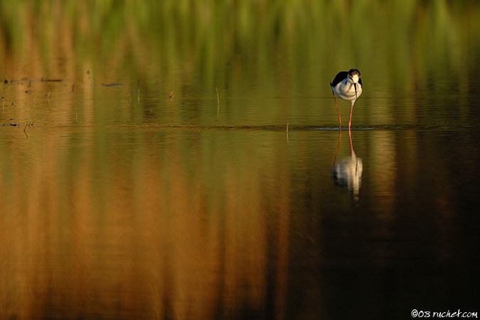 Stelzenläufer - Himantopus himantopus