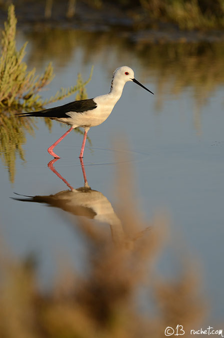 Cavaliere d'Italia - Himantopus himantopus