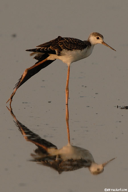 Cavaliere d'Italia - Himantopus himantopus