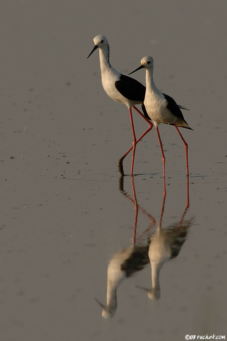 Stelzenläufer - Himantopus himantopus