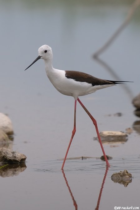 Black-winged Stilt - Himantopus himantopus