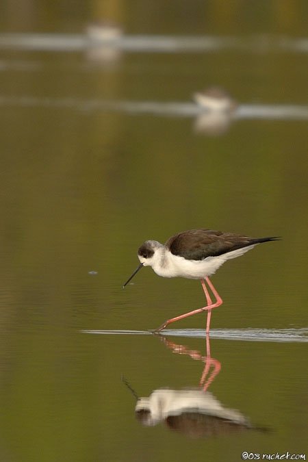 Black-winged Stilt - Himantopus himantopus