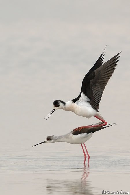 Black-winged Stilt - Himantopus himantopus