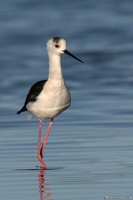 Black-winged Stilt - Himantopus himantopus