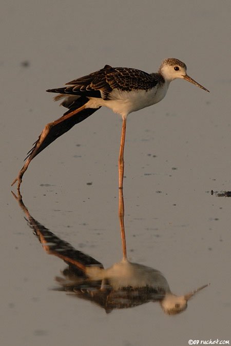 Black-winged Stilt - Himantopus himantopus