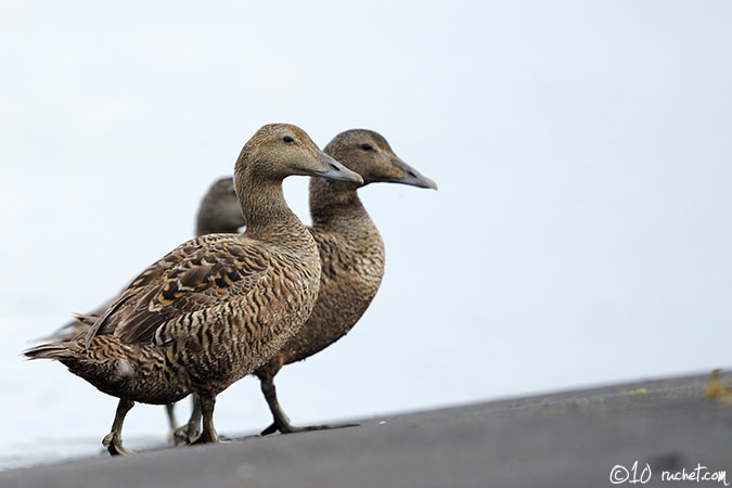 Eider à duvet - Somateria mollissima