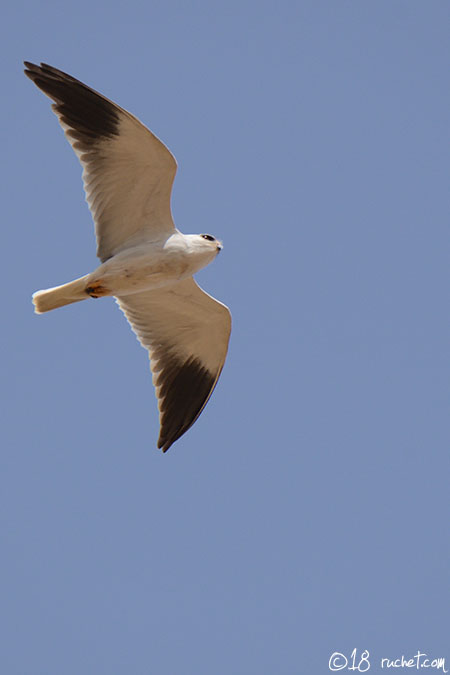 Élanion blanc - Elanus caeruleus