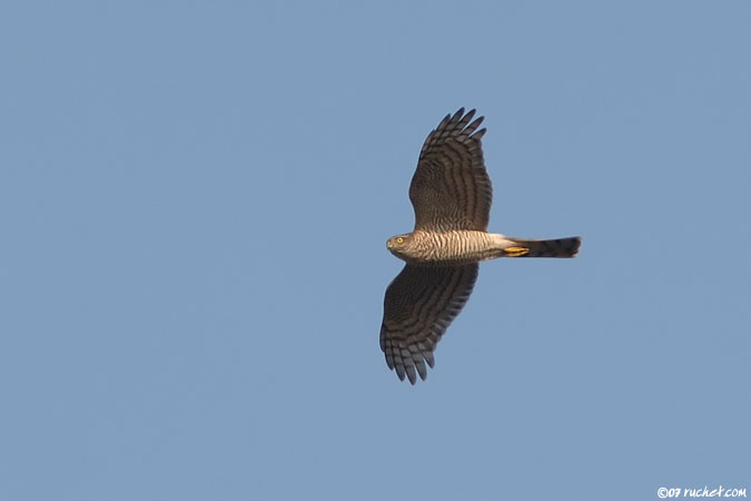 Épervier d'Europe - Accipiter nisus