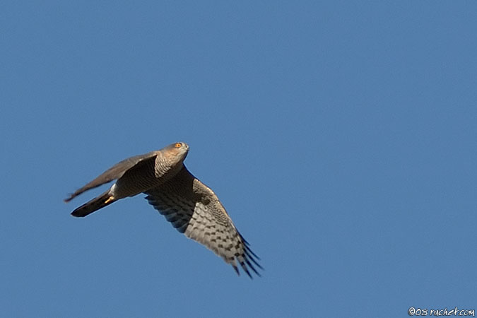 Épervier d'Europe - Accipiter nisus