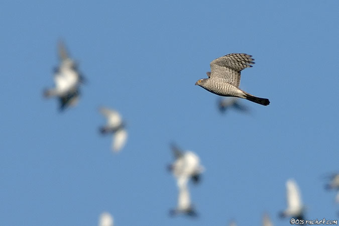 Épervier d'Europe - Accipiter nisus