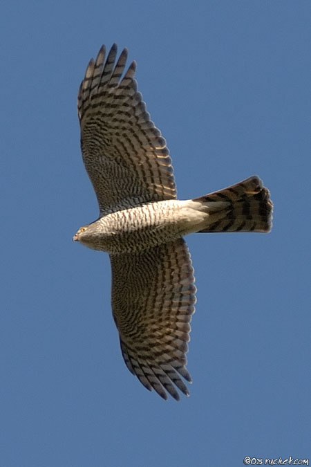 Épervier d'Europe - Accipiter nisus