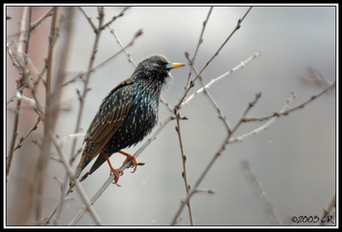 Étourneau sansonnet - Sturnus vulgaris