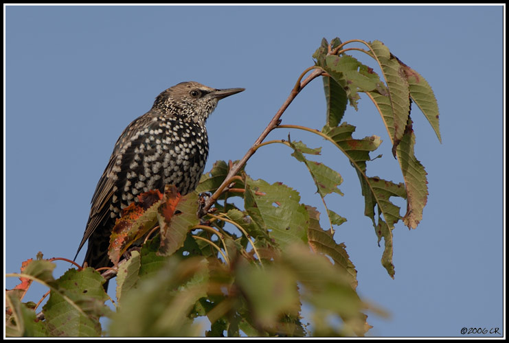 Star - Sturnus vulgaris