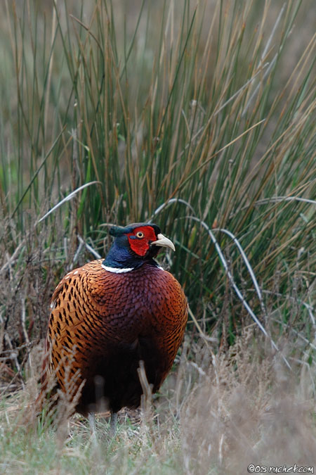 Fagiano comune - Phasianus colchicus