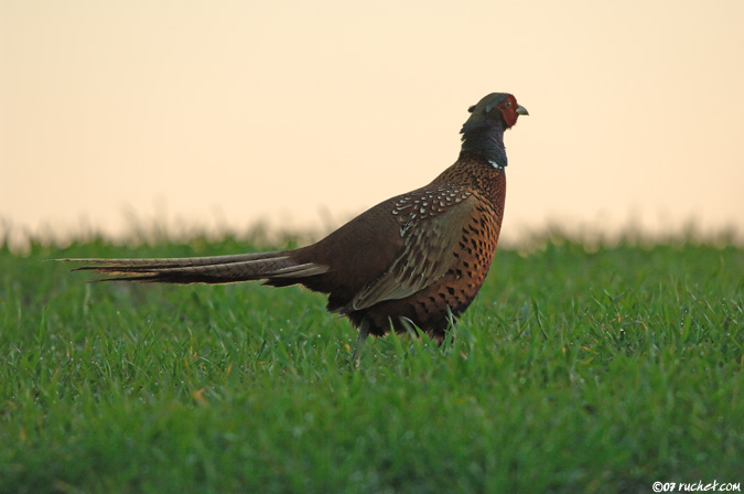 Fagiano comune - Phasianus colchicus