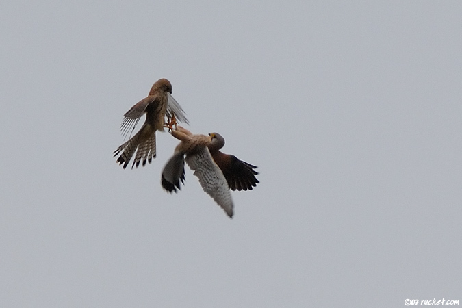 Eurasian kestrel - Falco tinnunculus